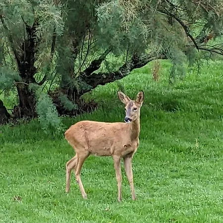 La Colline Gersoise-piscine-sauna 度假居 *