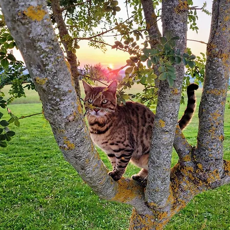 La Colline Gersoise-piscine-sauna *