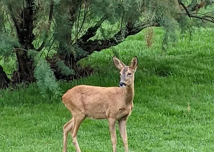 La Colline Gersoise-piscine-sauna Nyaraló *