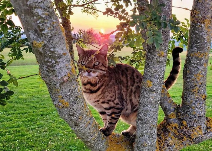 La Colline Gersoise-piscine-sauna *